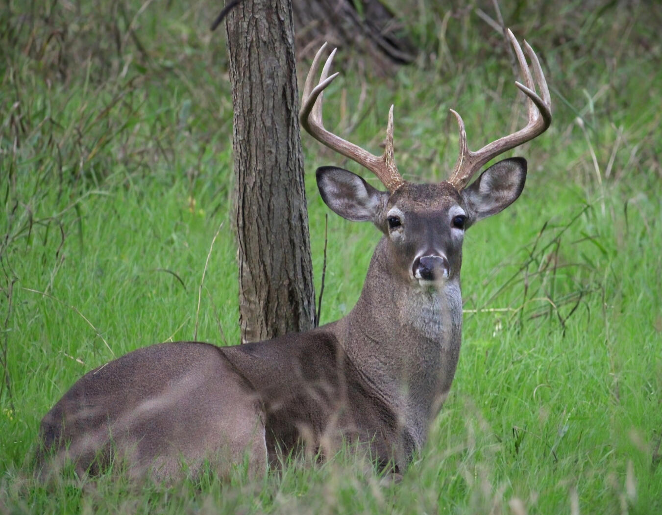 Buck at the Regional Park